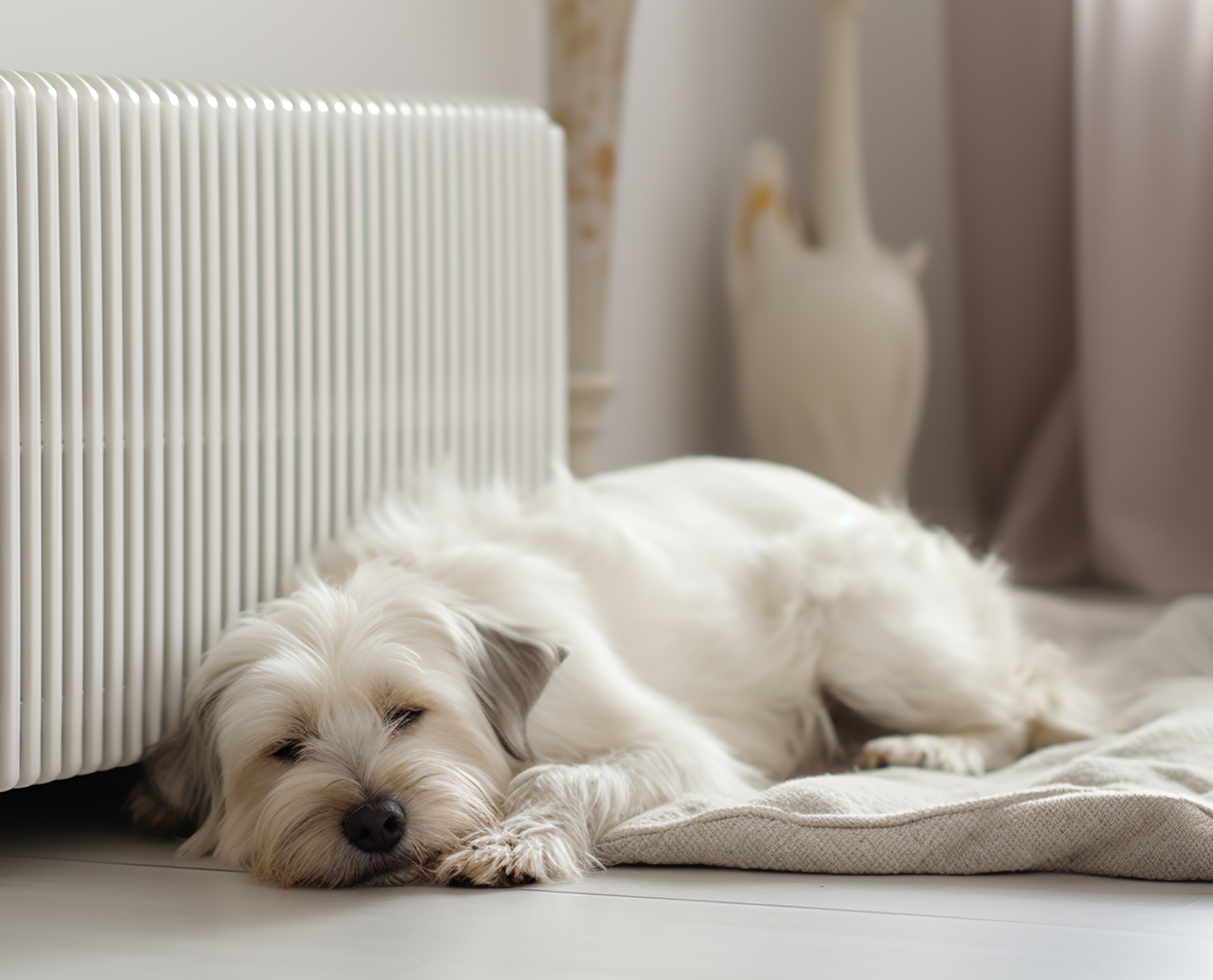 Fjernvarme - hund ligger foran en radiator